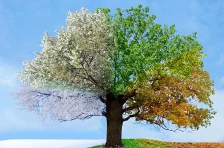 Feng Shui and the Seasons: Aligning Your Home with Nature