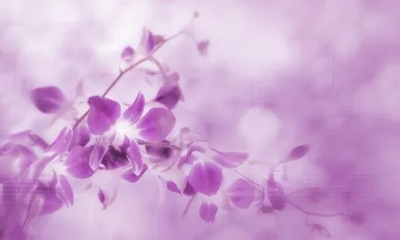 Indoor Plants and Feng Shui: Which Ones Bring the Best Energy