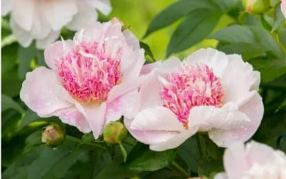 The Relationship Corner: Feng Shui for Love and Partnership